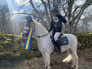 hästar ⭐️Världens bästa ponny⭐️ i Källby - Annons 6