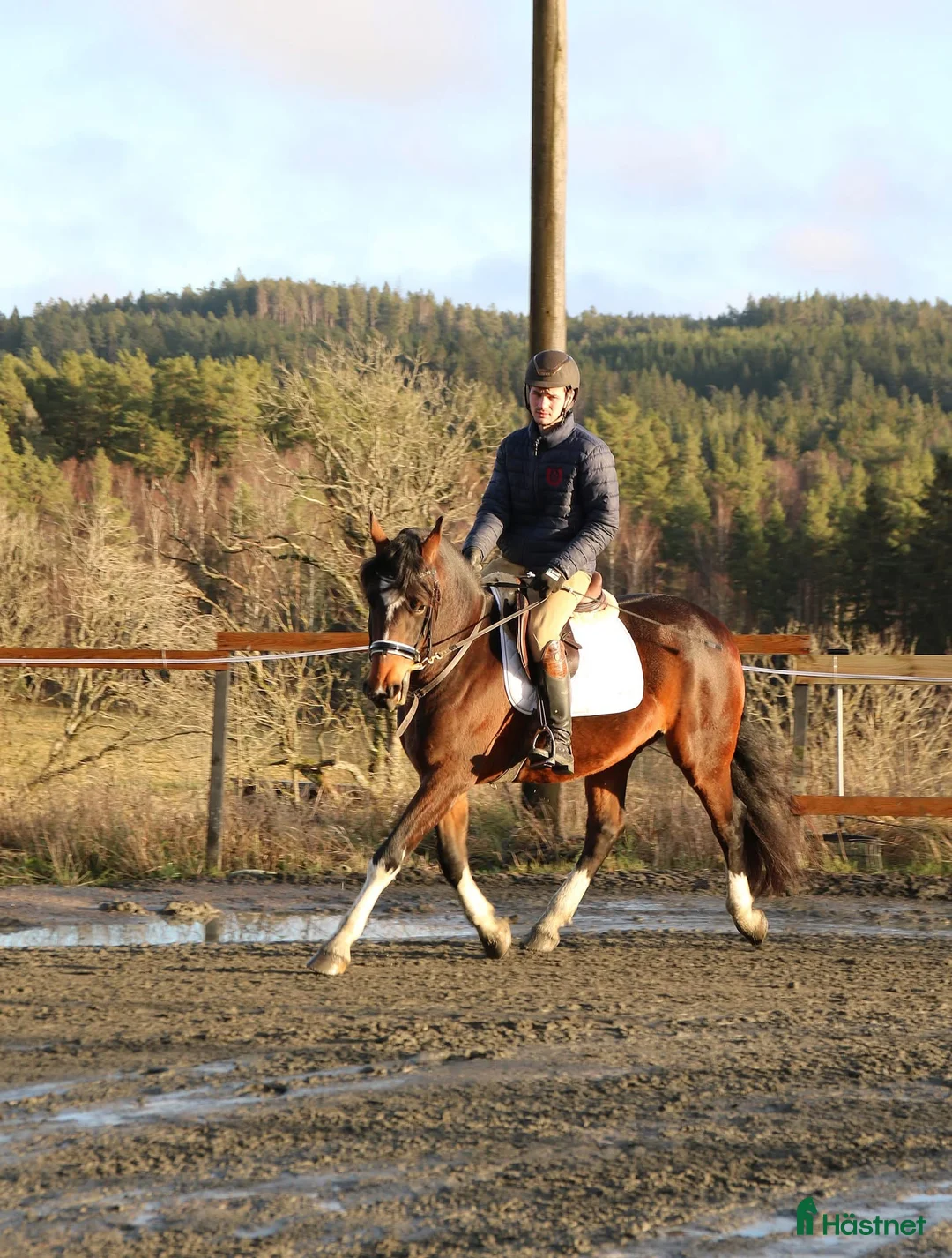 Allround hästar till salu: Lovande Lipizzaner valack - Annons 3