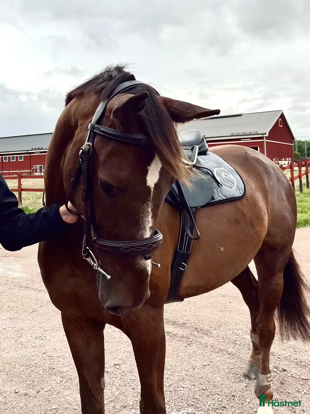 Dressyr hästar till salu: Dressyrhäst för framtiden! - Annons 4