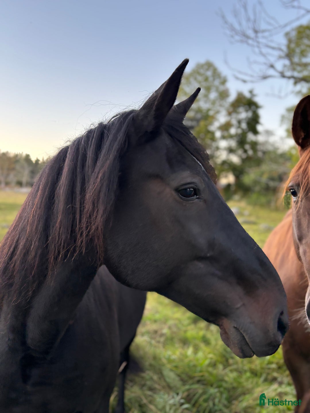 Avelshästar hästar till salu: Avelssto / Sällskapshäst i Östhammar - Annons 2