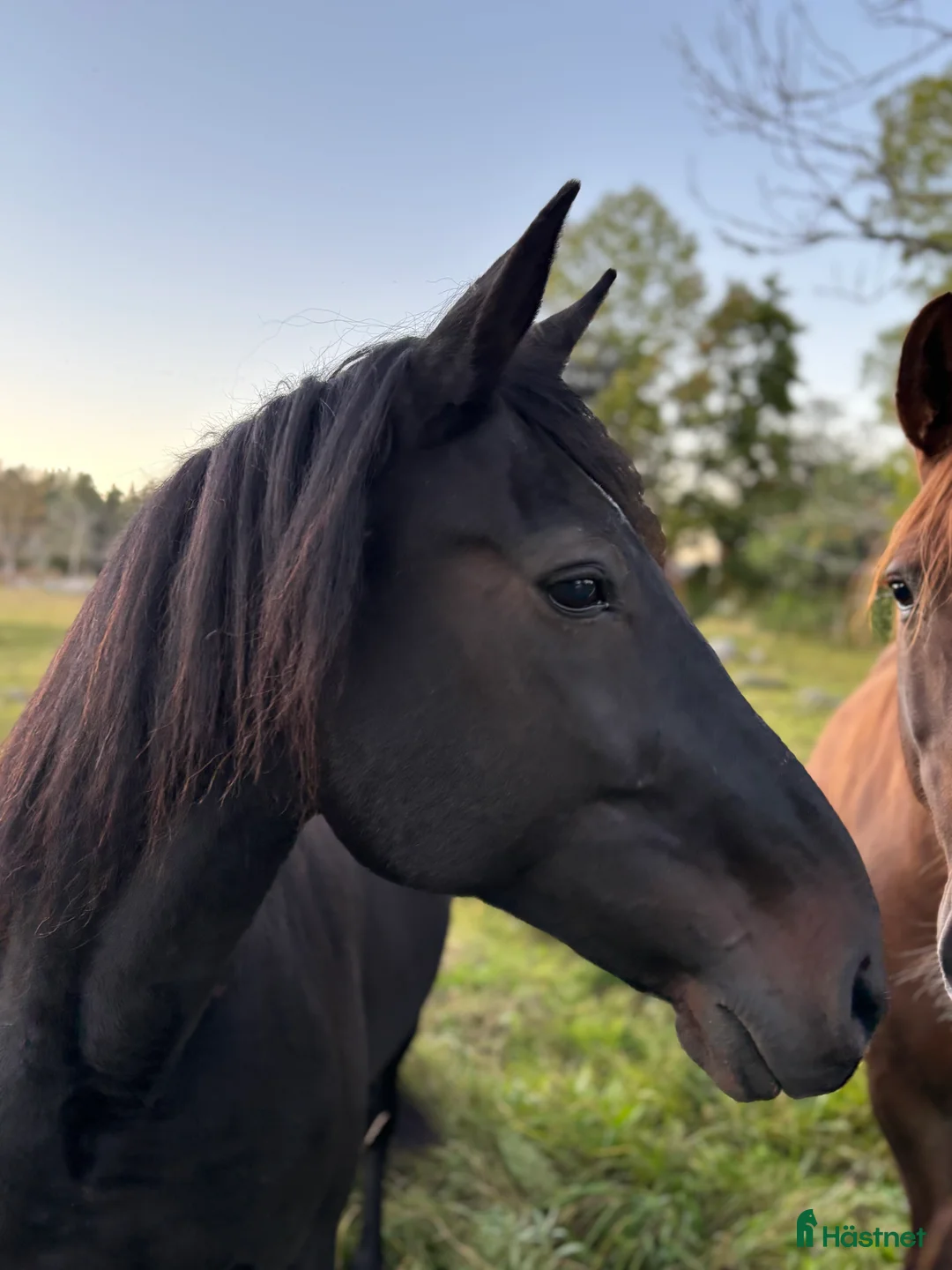 Avelshästar hästar till salu: Avelssto / Sällskapshäst i Östhammar - Annons 2