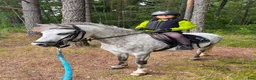 Allround hästar till salu: Barnponny för skogsridning - Annons 2