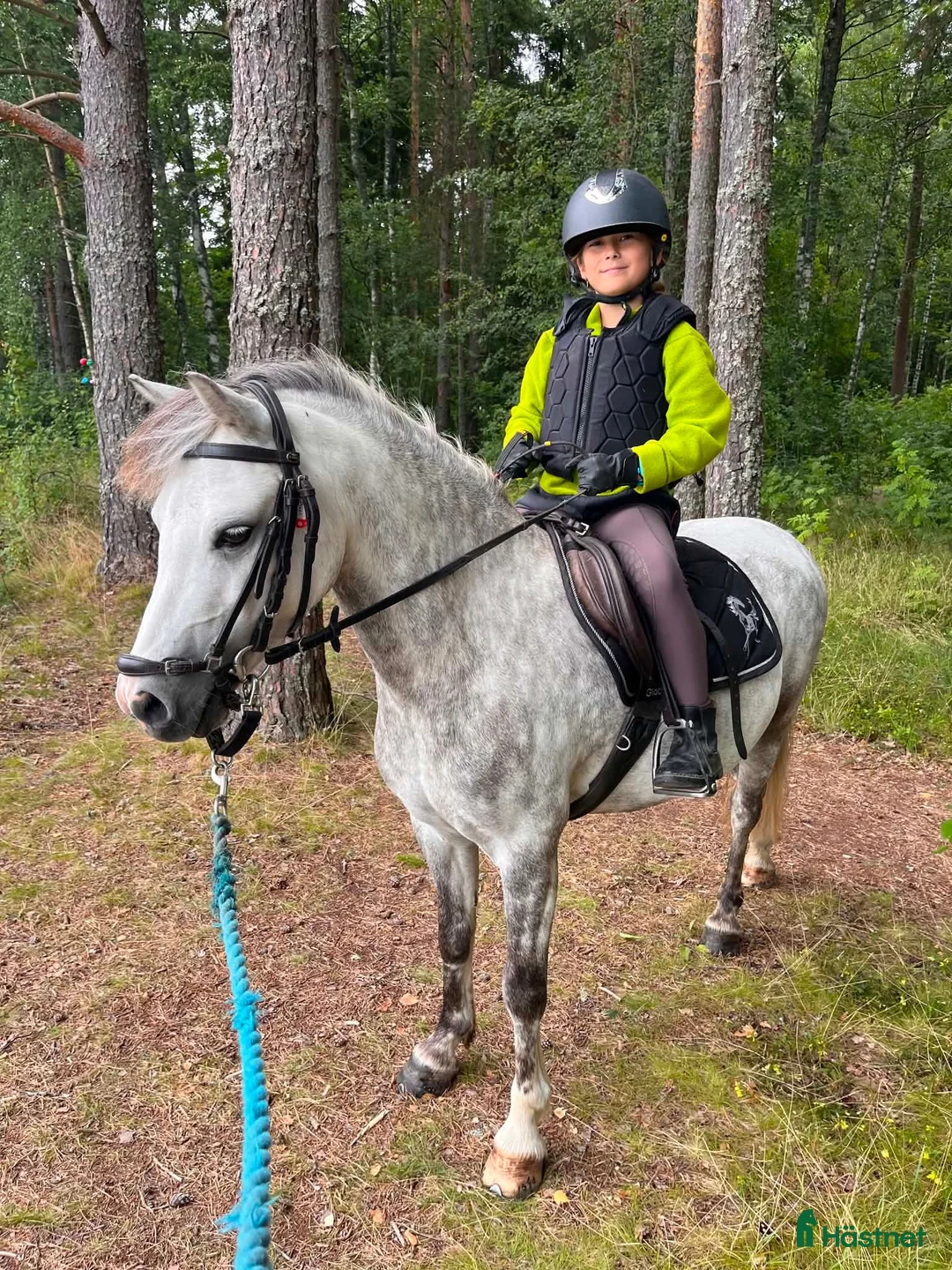 Allround hästar till salu: Barnponny för skogsridning - Annons 2