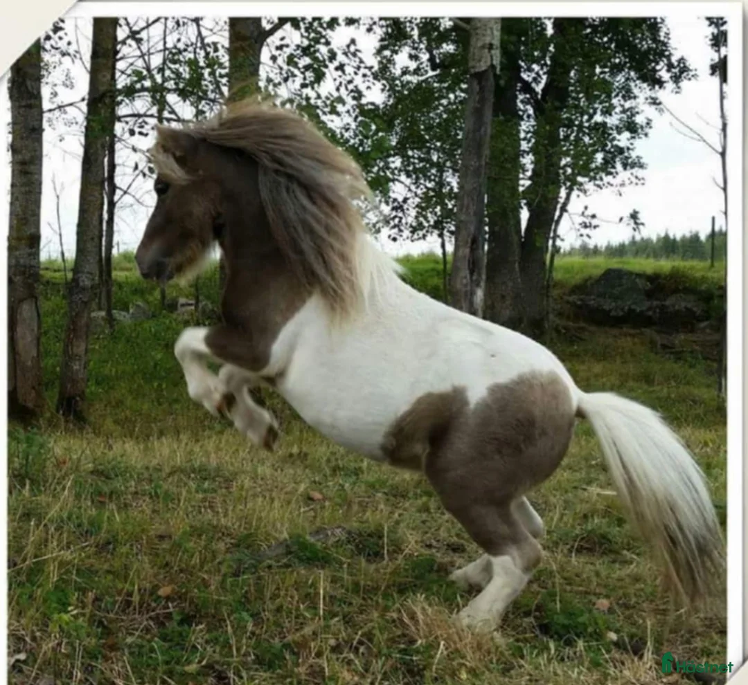Allround hästar till salu: Trevlig mini hingst  i Sala - Annons 3