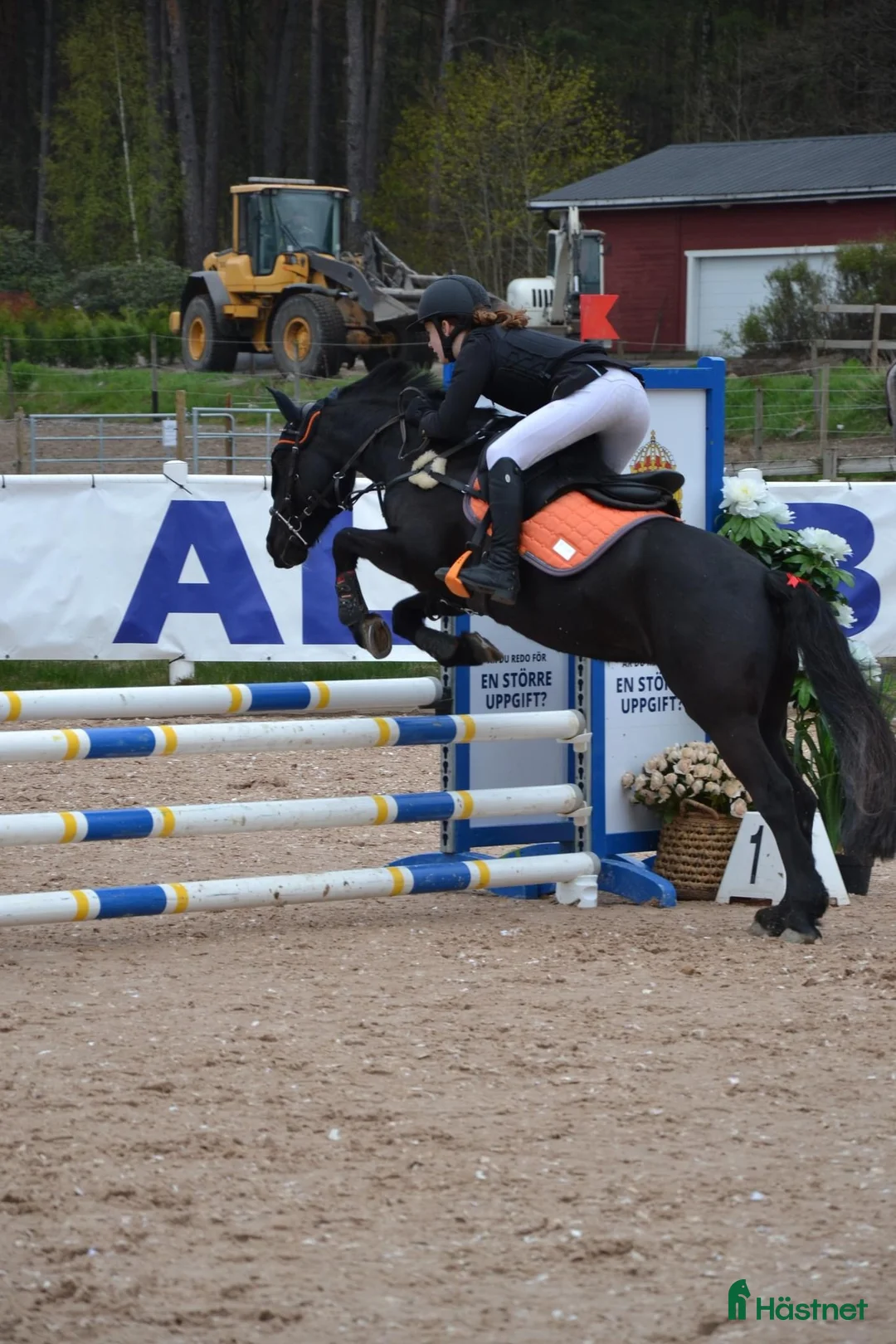 Hoppning hästar till salu: tävlingsponny kat.C (nedsatt pris tom v9) - Annons 10