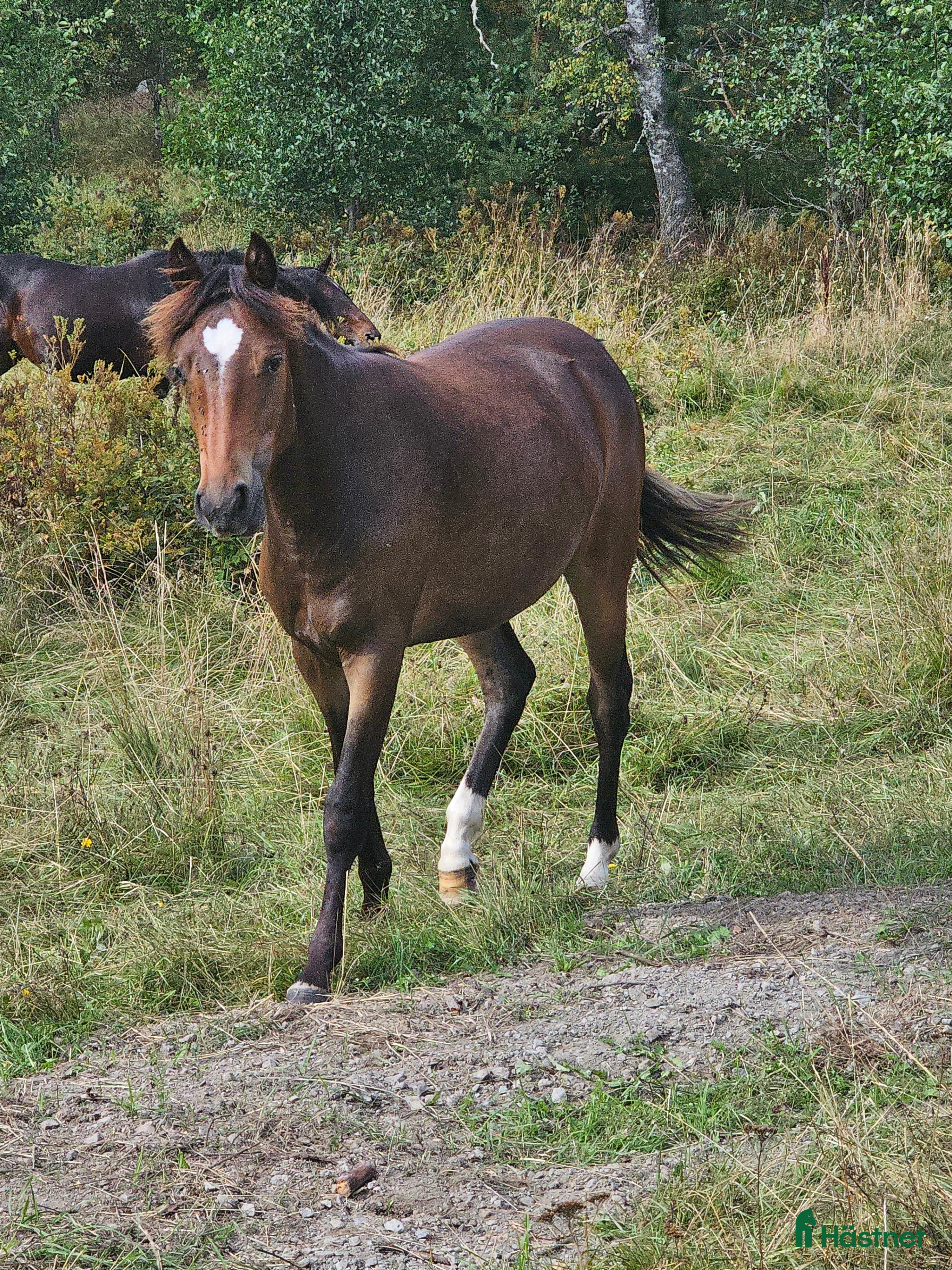  hästar Lovande ungponny säljes eller bytes i Finspång - Annons 1