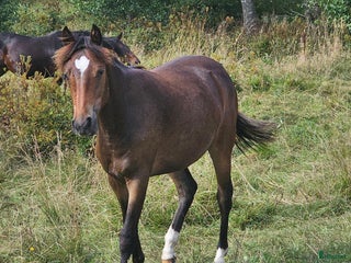 hästar Lovande ungponny säljes eller bytes i Finspång - Annons 1