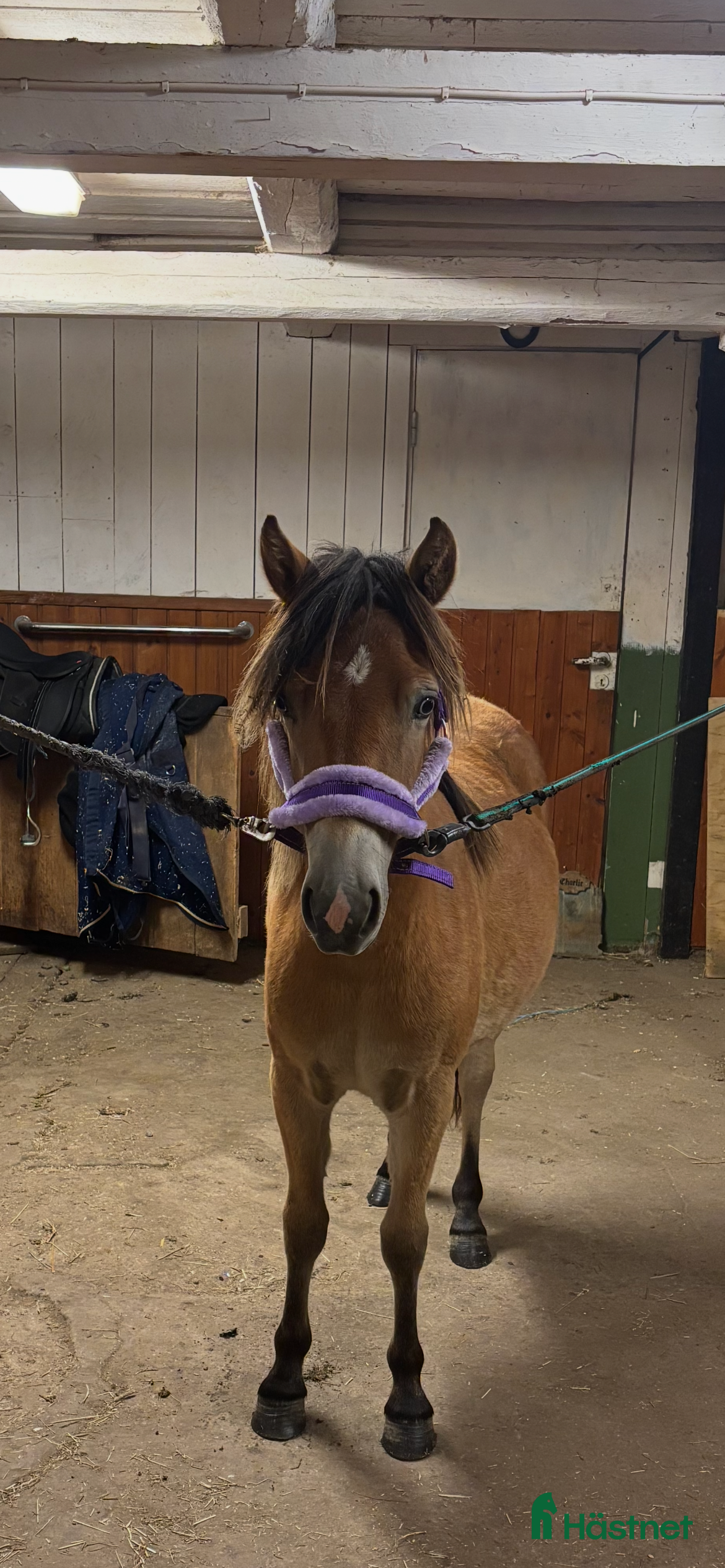  hästar Blåögd liten skönhet  - Annons 7