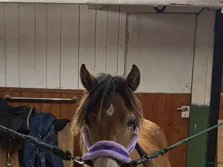 hästar Blåögd liten skönhet - Annons 7