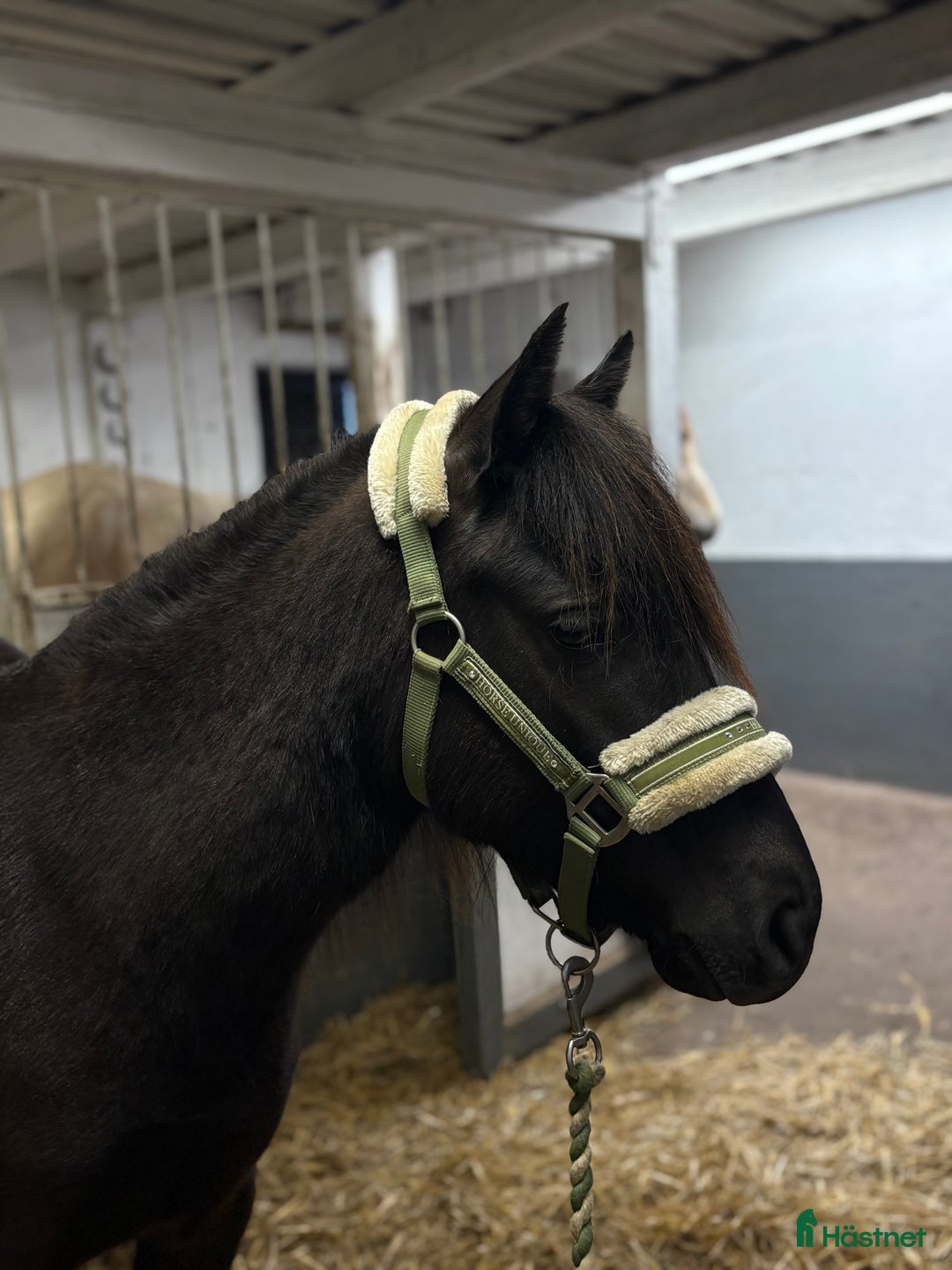 Allround hästar till salu: Mycket trevligt gotlandsruss sto säljes i Tierp - Annons 5