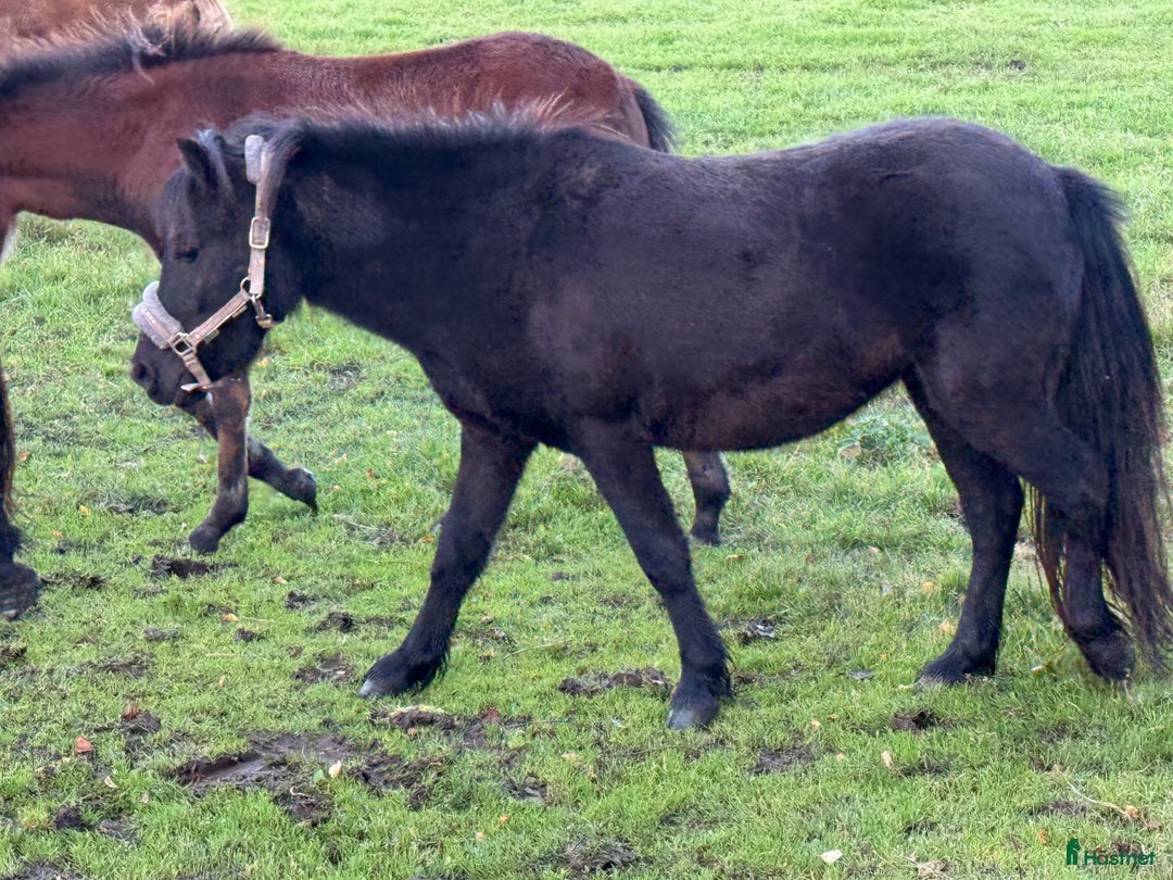 Trav hästar till salu: Blivande ponnytravare i Borlänge - Annons 1