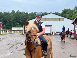 hästar Inkört sportigt Gotlandsruss för hela familjen. - Annons 11