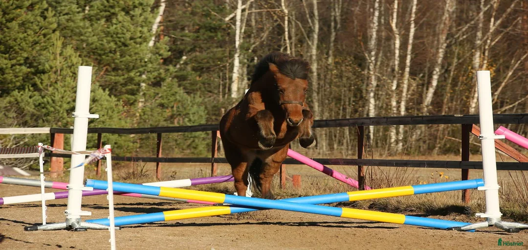 Galleribild {{count}}