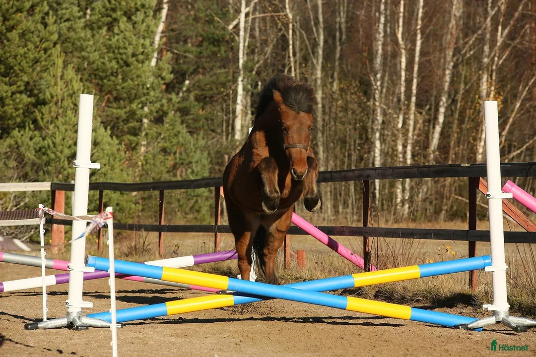 Galleribild {{count}}