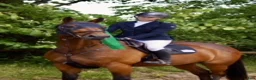 Hoppning hästar till salu: SWB STO – välstammad hopphäst - Annons 1