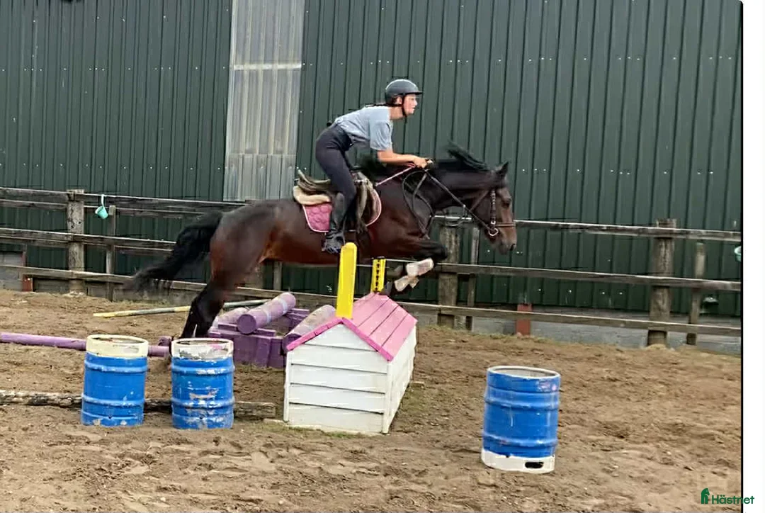 Allround hästar till salu: Selection of ponies i Ljungby - Annons 23