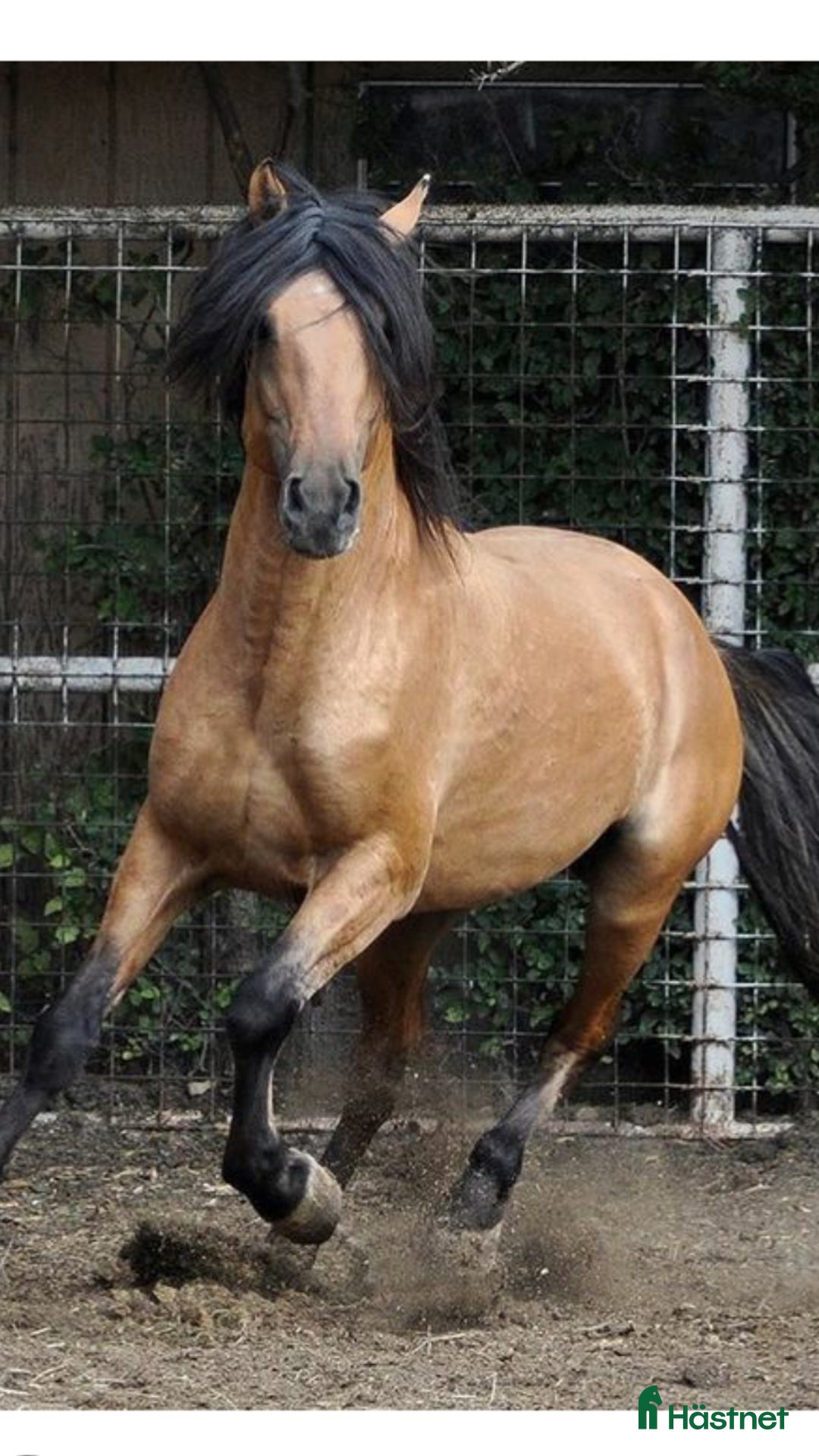 Allround hästar till salu: Kigermustang Säljes alt Bytes  i Vedum - Annons 9