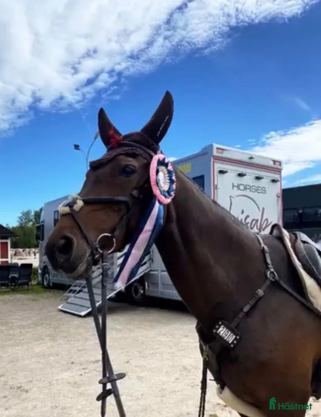 Hoppning hästar till salu: 🌸LÄROMÄSTARE🌸 - Annons 2