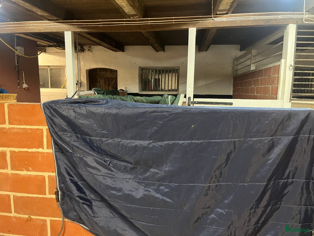 Träns hästutrustning till salu: Amigo 145 i Vollsjö - Annons 1