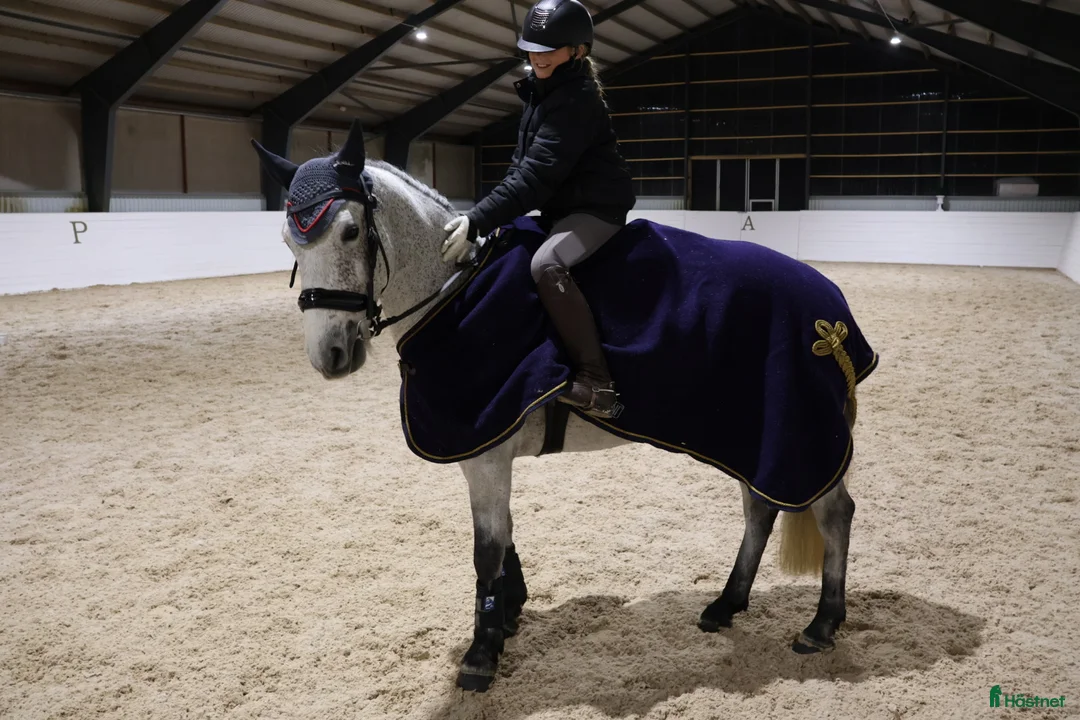 Allround hästar till salu: Reg. Connemara valack! FILM 🌟 - Annons 5