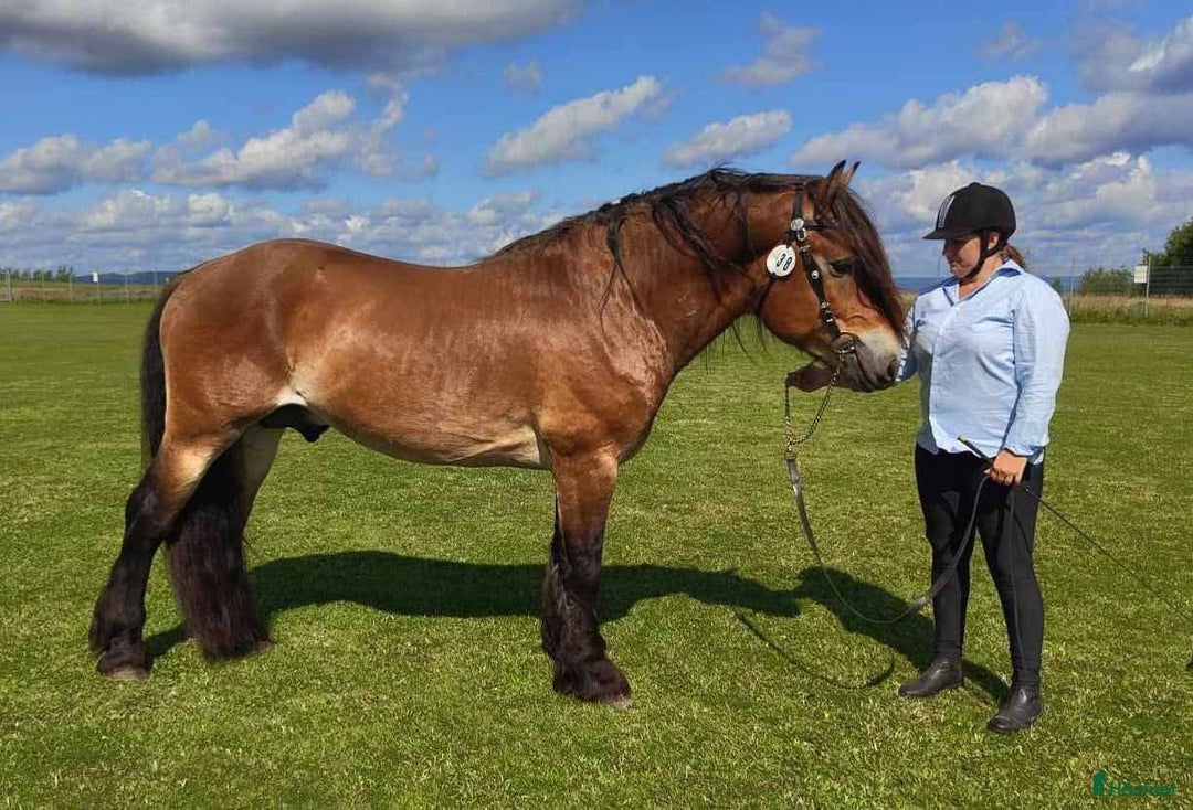 Allround hästar till salu: Godkänd nordsvensk hingst/Valack  i Torsås - Annons 2