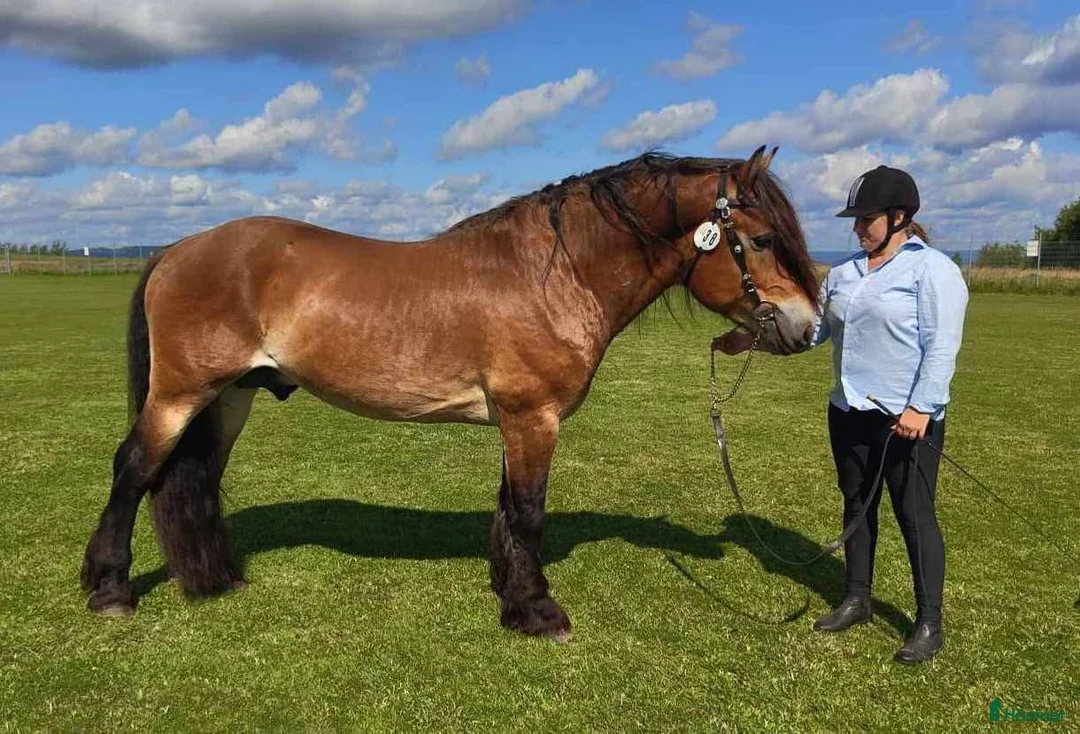 Allround hästar till salu: Godkänd nordsvensk hingst/Valack  i Torsås - Annons 2