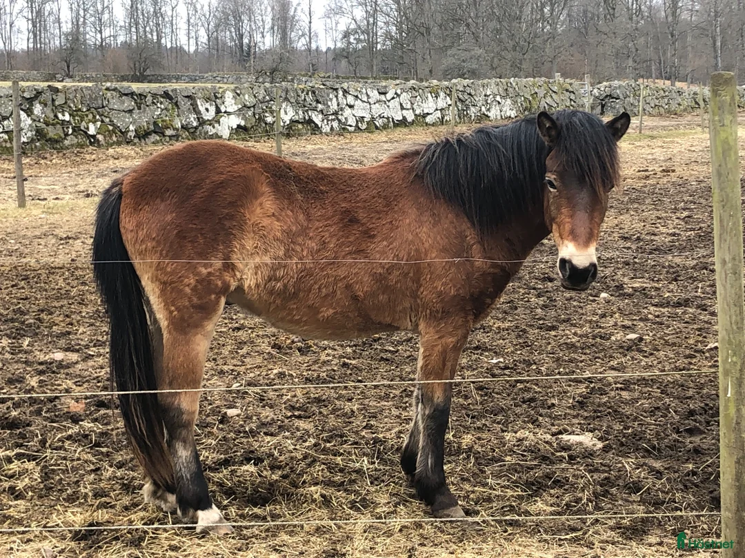 Allround hästar till salu: Gotlandsruss - Annons 2
