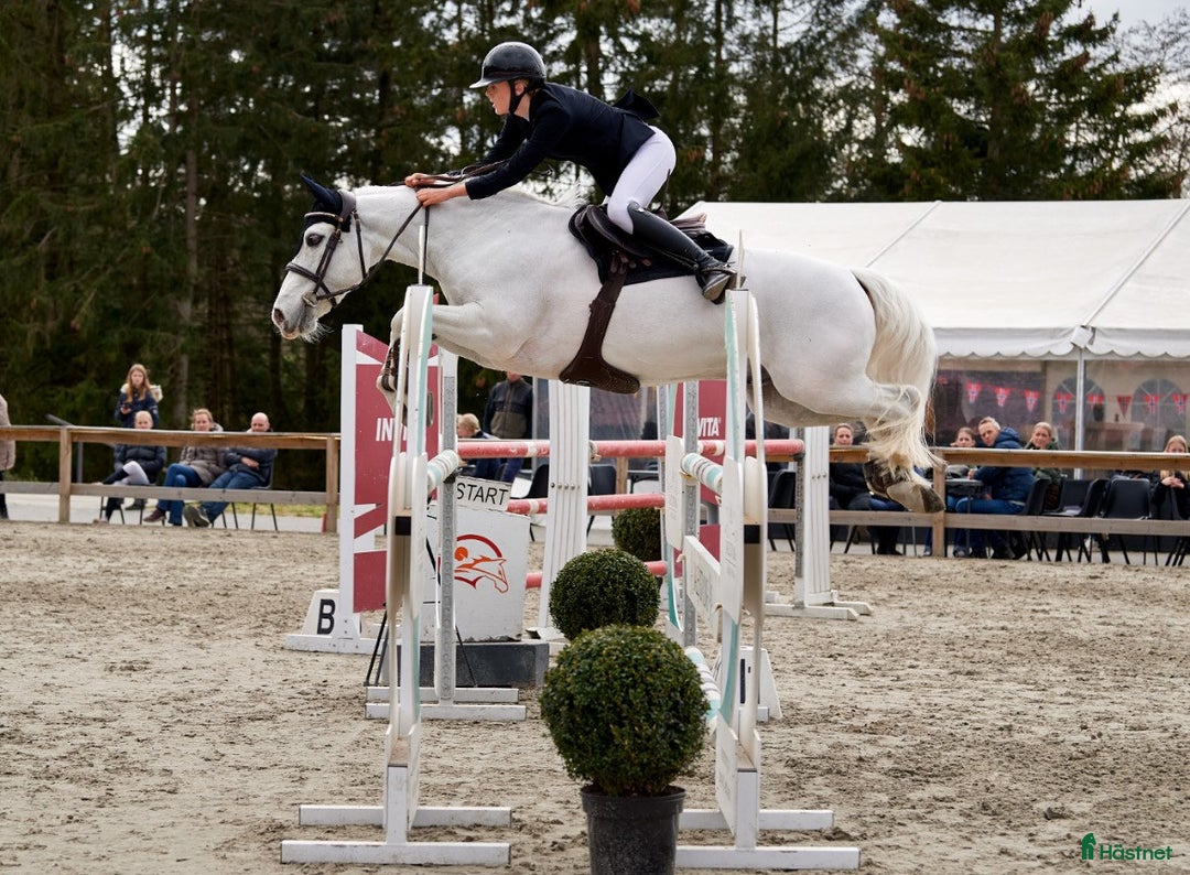 Hoppning hästar till salu: Topp kat.1 ponni til salgs i Bryne - Annons 6