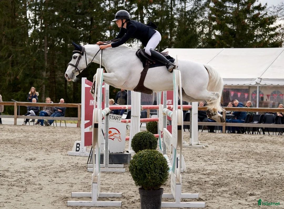 Hoppning hästar till salu: Topp kat.1 ponni til salgs i Bryne - Annons 6