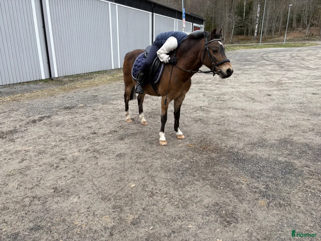 Allround hästar till salu: Allround ponny - Annons 1
