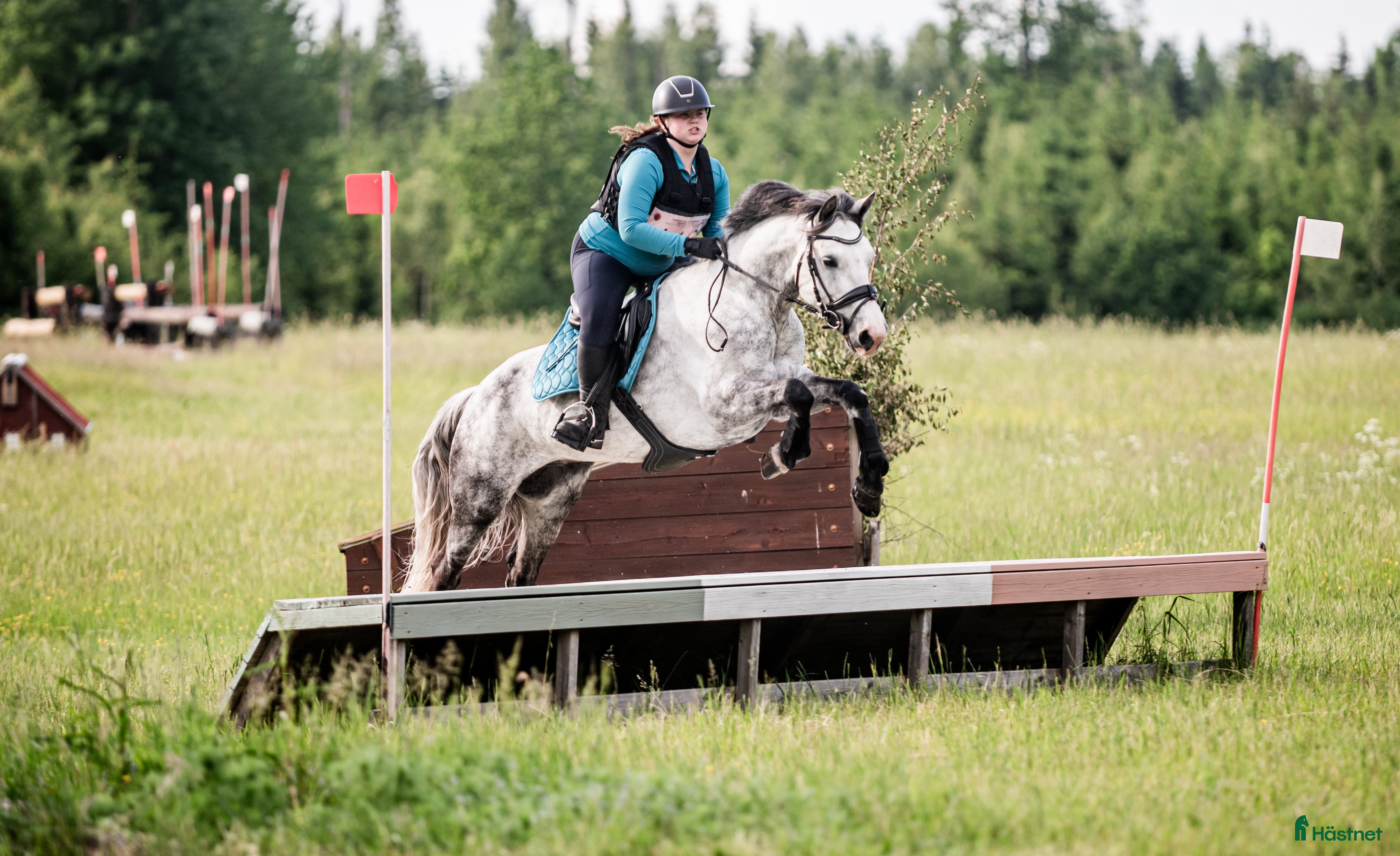  hästar D ponny med potential i flera grenar  - Annons 18
