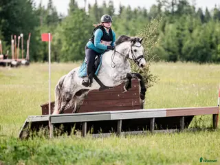hästar D ponny med potential i flera grenar - Annons 18