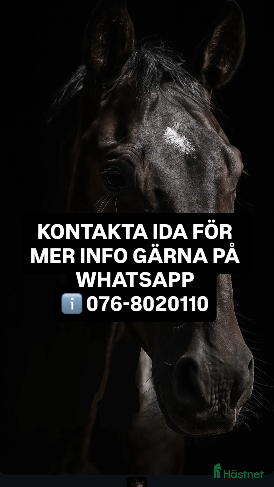 Dressyr hästar till salu: Charmig unghäst med massa gång - Annons 2