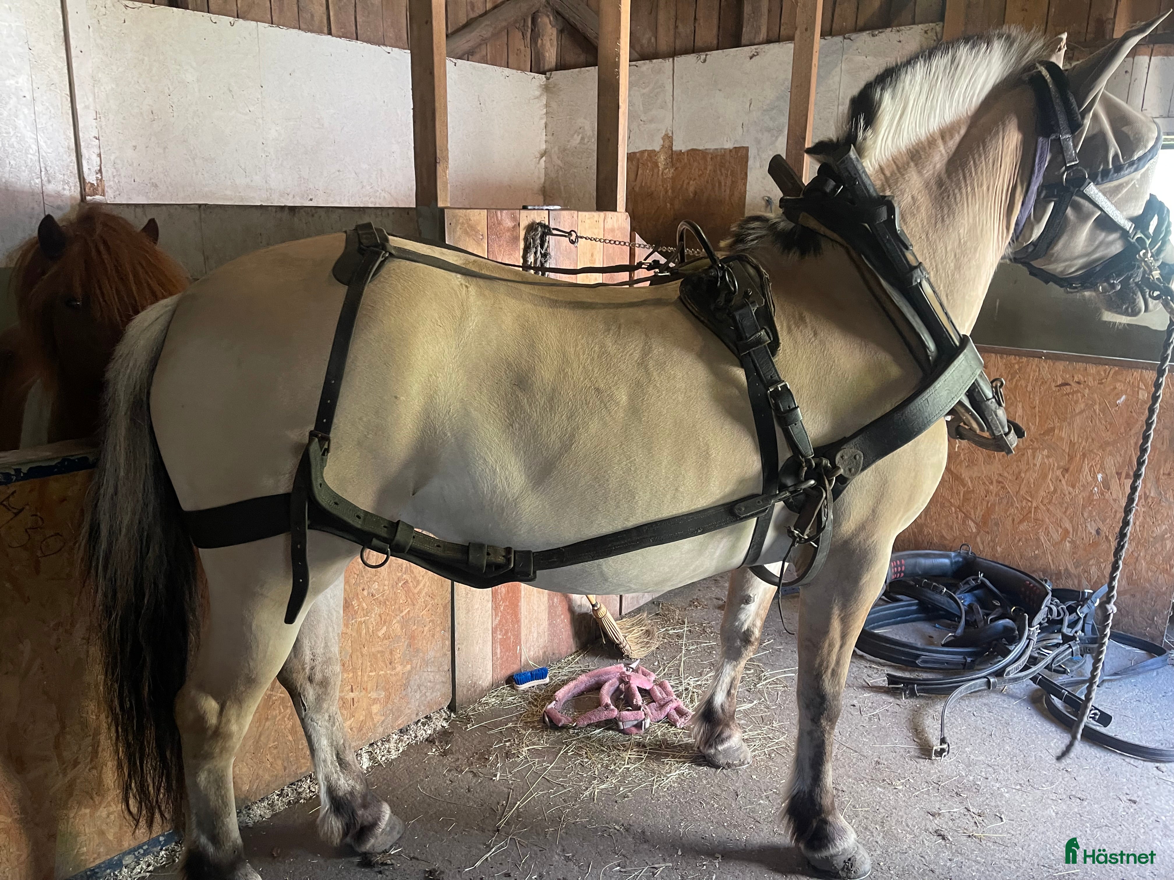 Körselar körning till salu: 2 lokselar  i Trollhättan - Annons 4