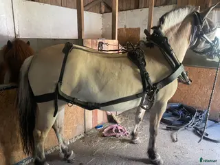 Körselar körning till salu: 2 lokselar i Trollhättan - Annons 7