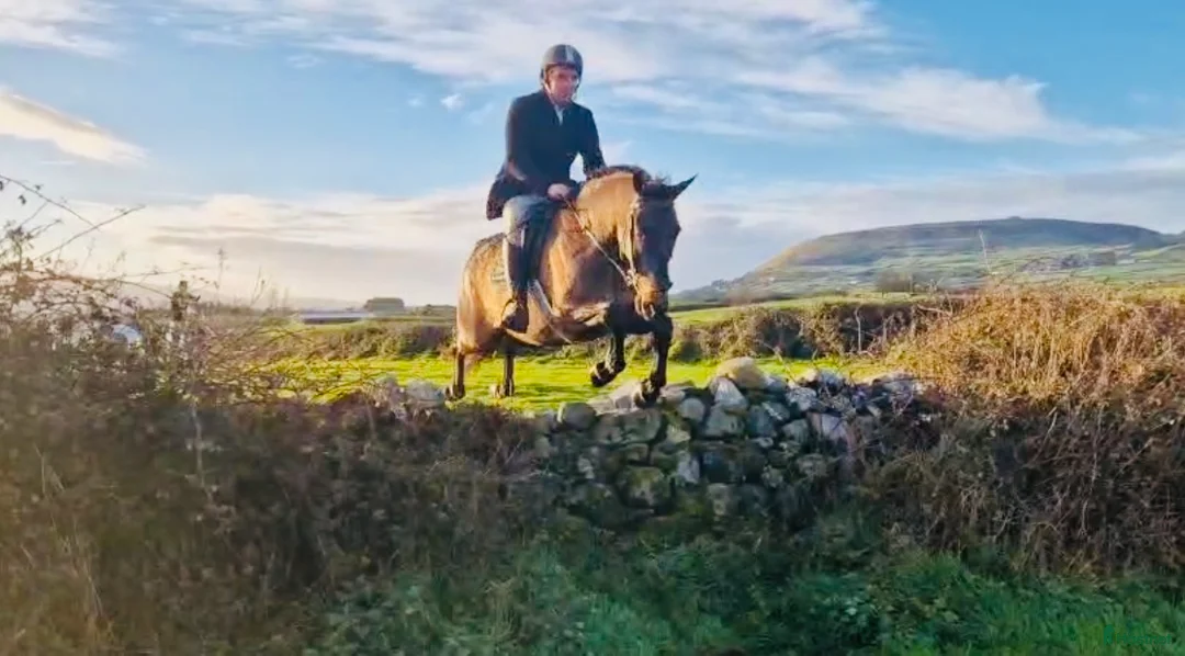 Allround hästar till salu: Allrounder horses i Ljungby - Annons 3