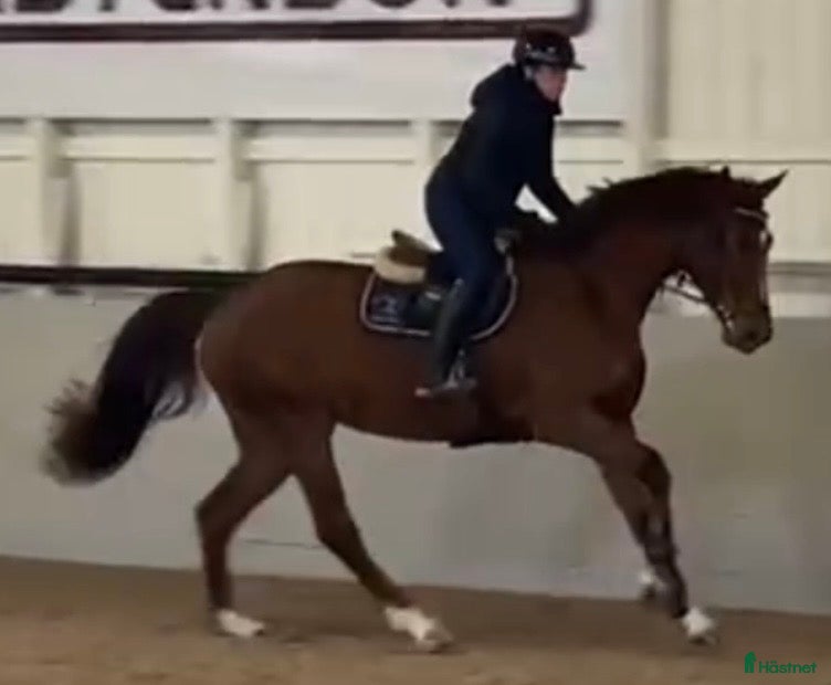  hästservice Unghästutbildare tar emot häst för tävling  - Annons 1