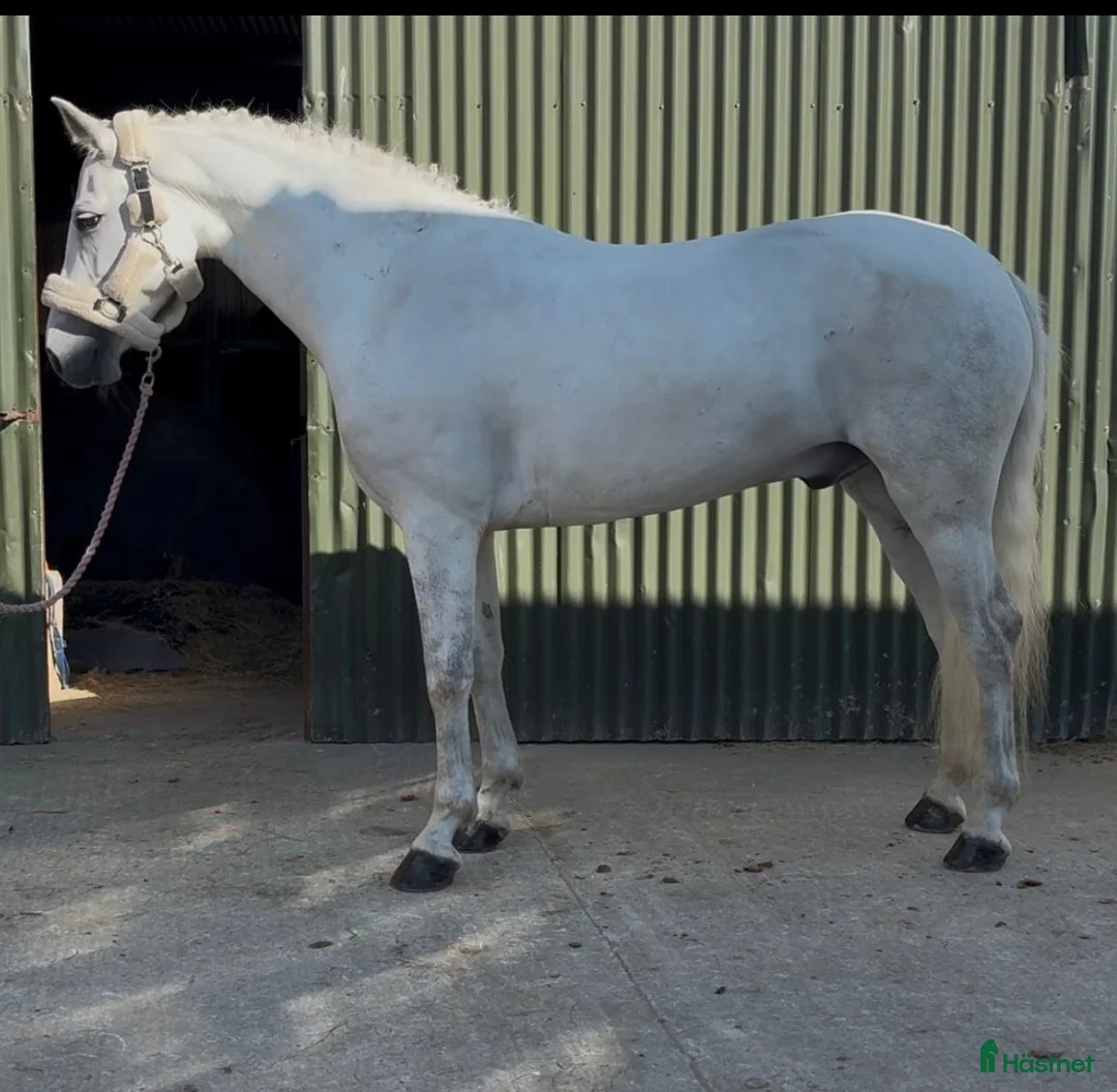 Allround hästar till salu: Gorgeous Connemara gelding - Annons 15
