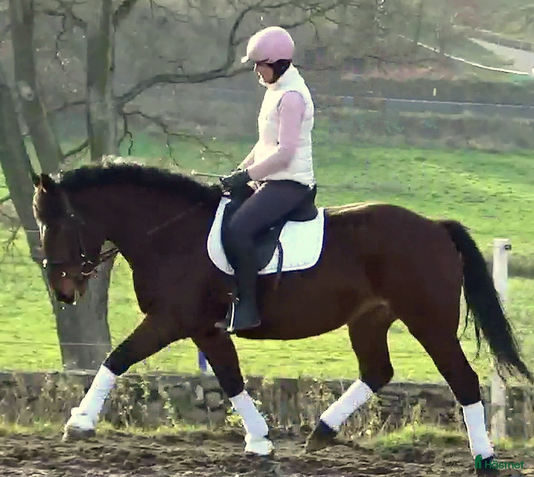 Allround hästar till salu: Gorgeous, sweet and ready for anything allrounder i Örsundsbro - Annons 5