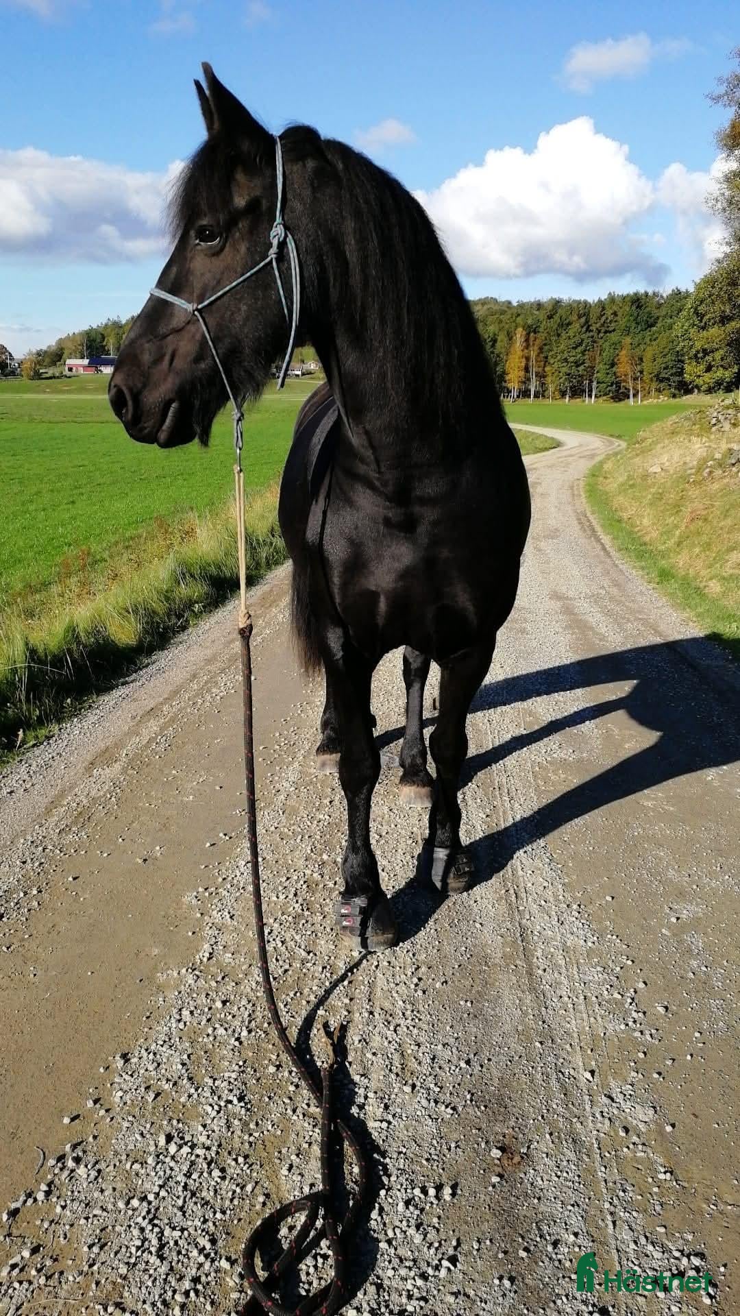  hästar Frieser med skinn på näsan! - Annons 1