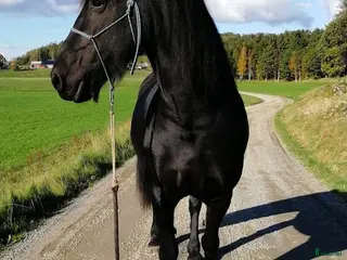 hästar Frieser med skinn på näsan! - Annons 1