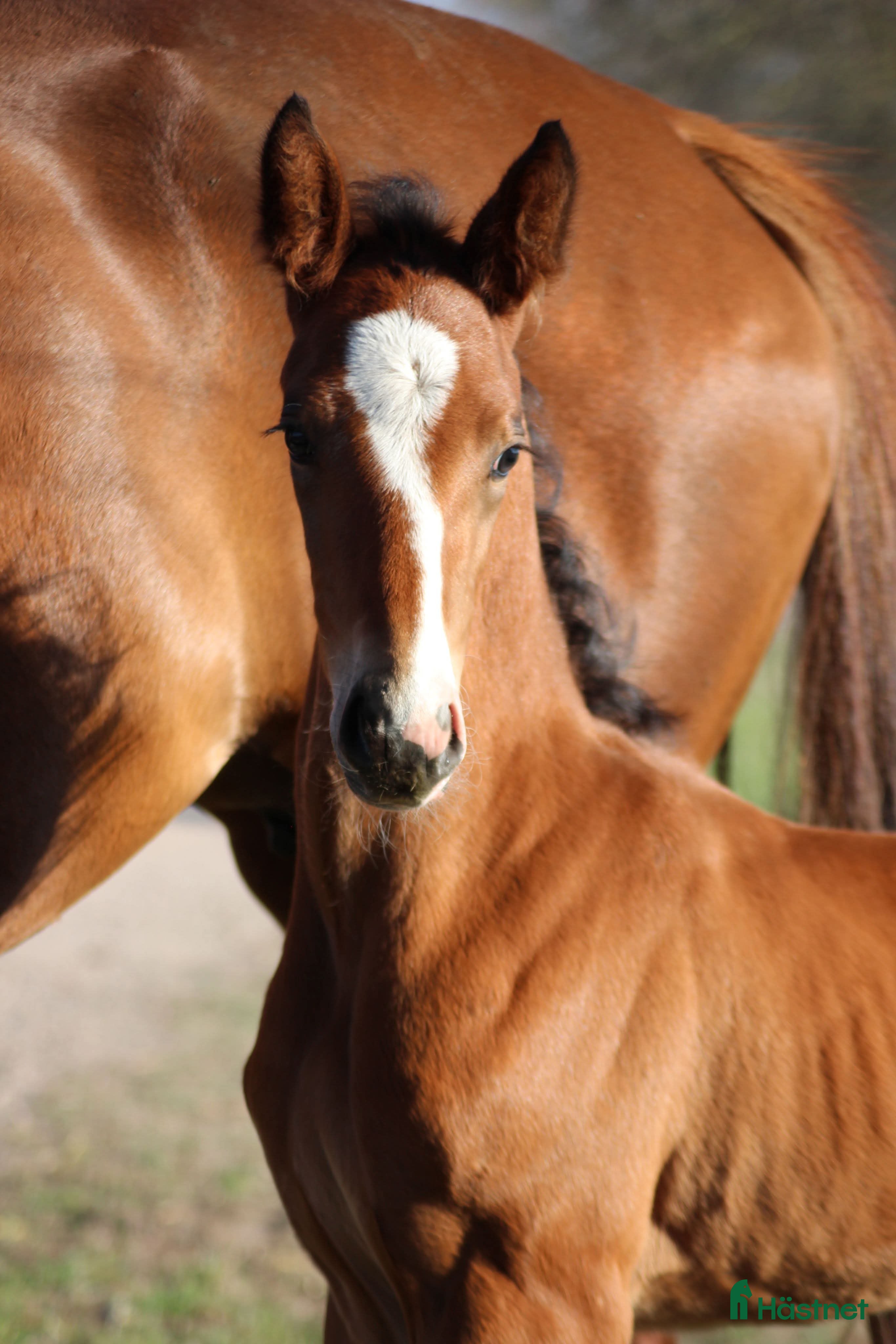  hästar Top føl til fremtiden i Klippan - Annons 8