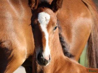 hästar Top føl til fremtiden i Klippan - Annons 15
