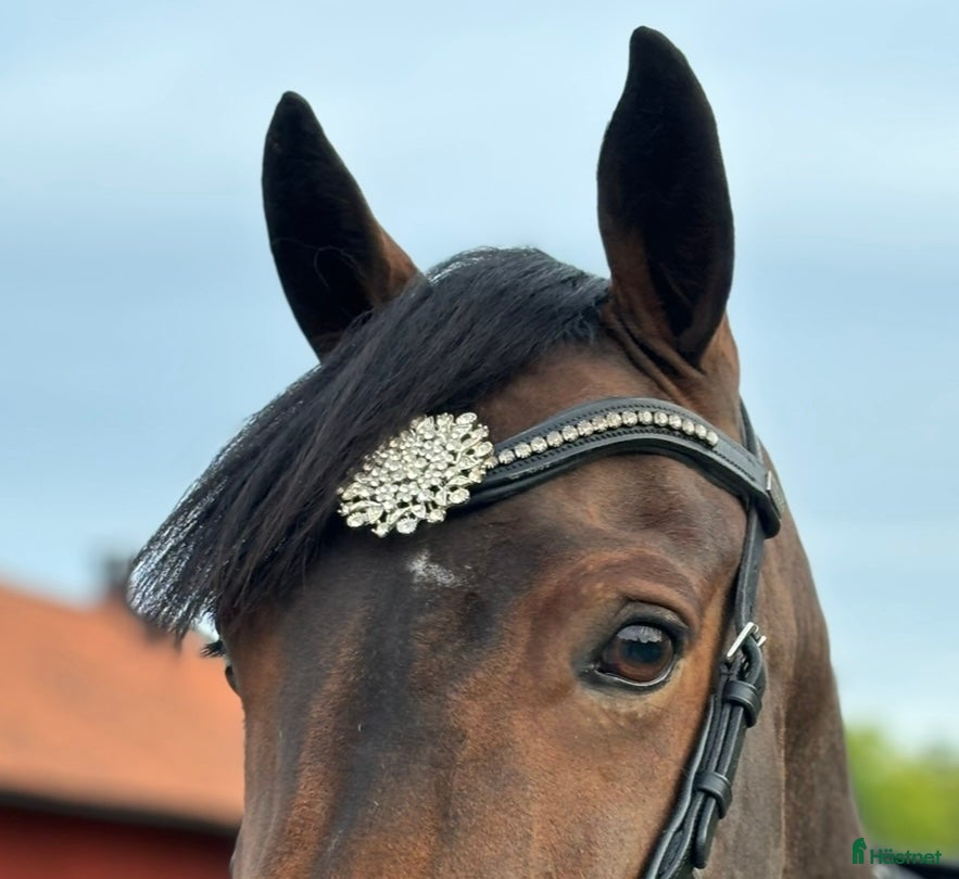 Träns hästutrustning Divoyh pannband💫 - Annons 2