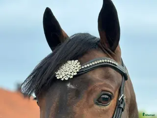 Träns hästutrustning Divoyh pannband💫 - Annons 4