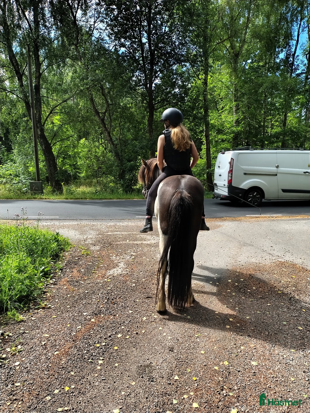 Island hästar till salu: Guffi 10 år i Hjärnarp - Bild 4