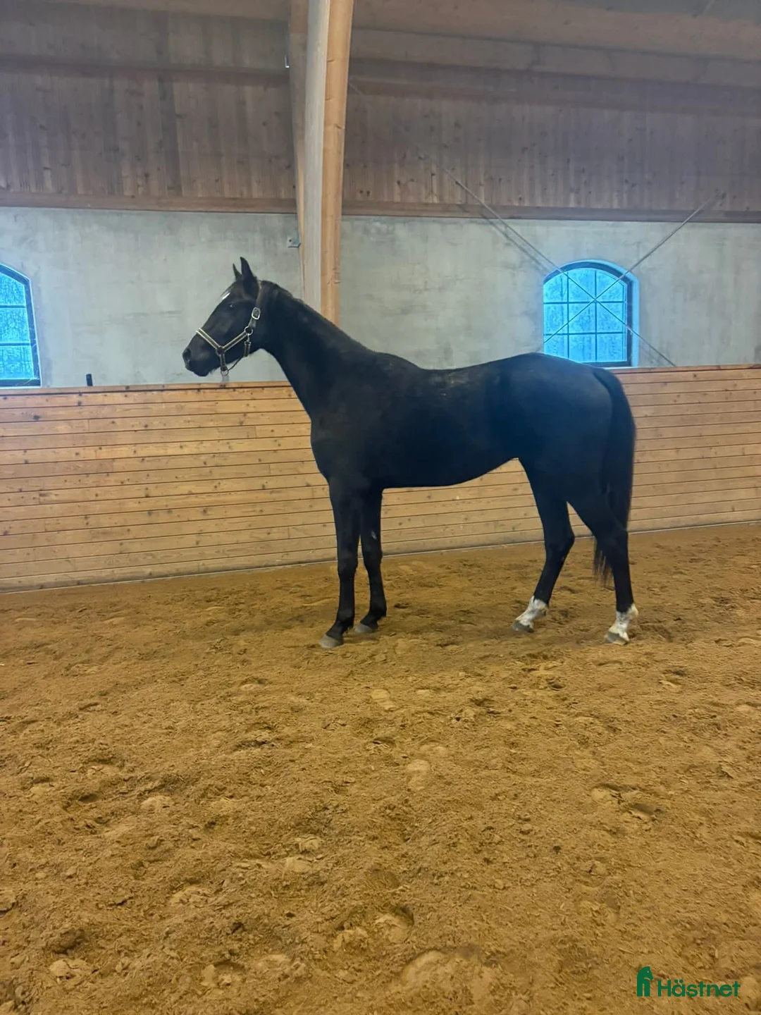 Dressyr hästar till salu: Snygg unghäst e.Jameson RS2  i Vadstena - Annons 1
