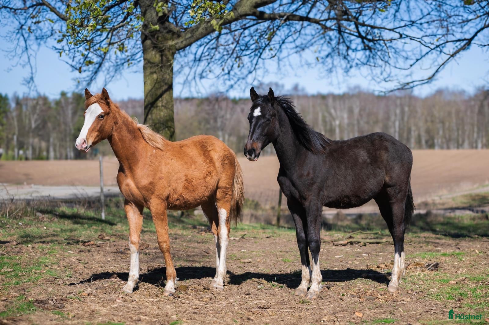  hästar 2 superfina lovande 1-åringar  i Höör - Annons 2