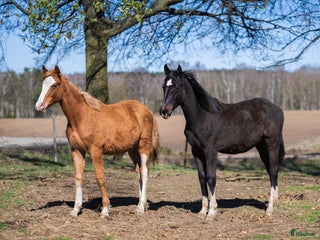 hästar 2 superfina lovande 1-åringar i Höör - Annons 2