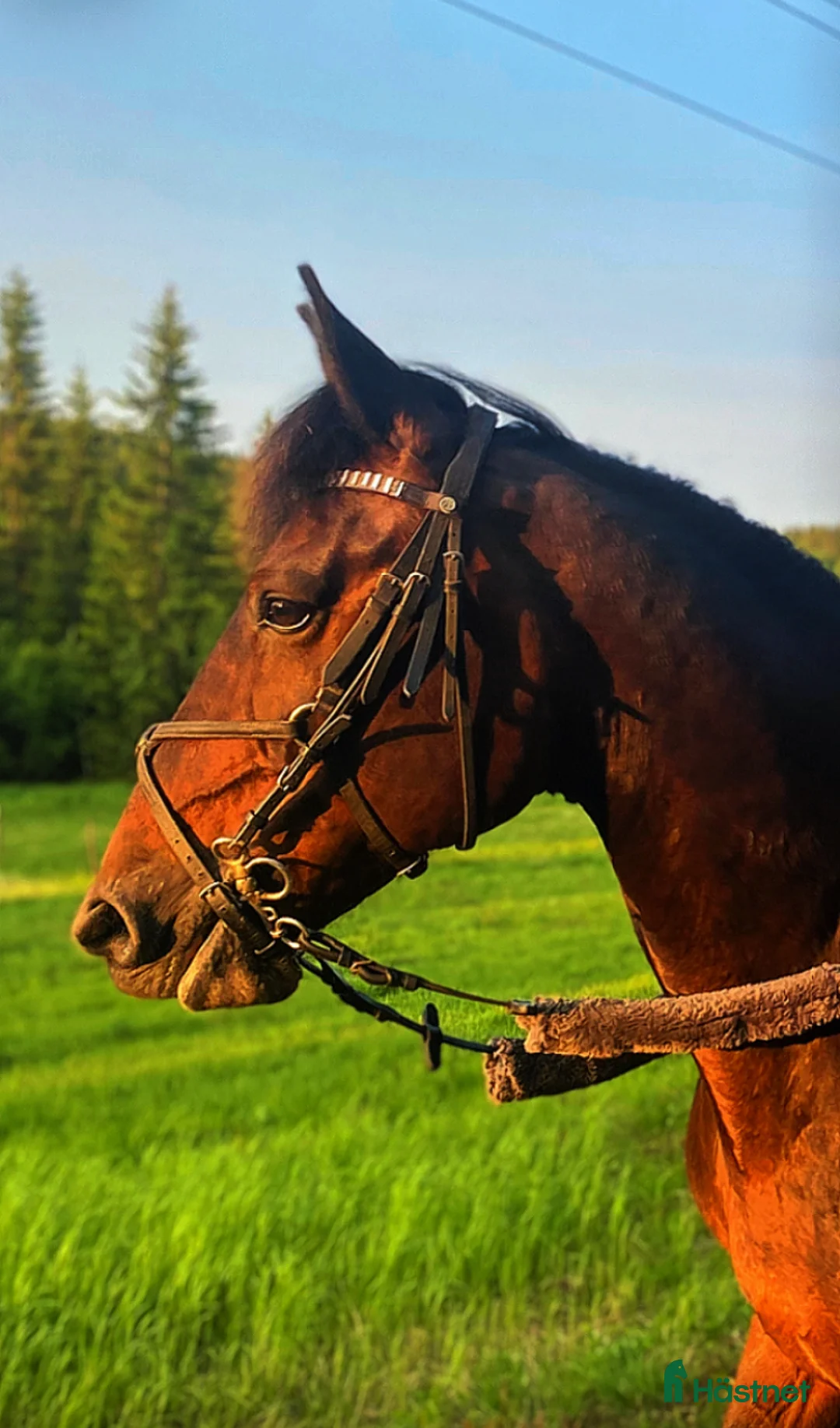 Allround hästar till salu: Lucky söker ett nytt hem omgående! i Boden - Annons 6
